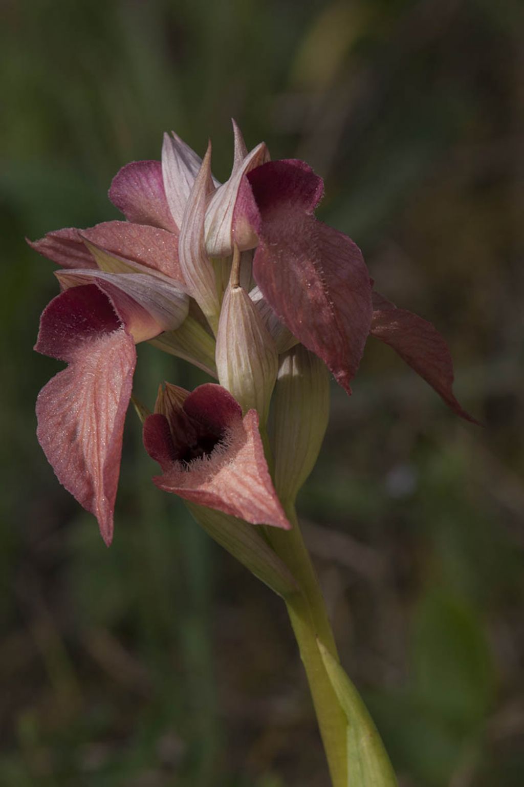 Serapias neglecta o cordigera